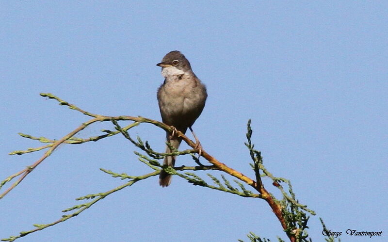 Fauvette grisetteadulte, Comportement