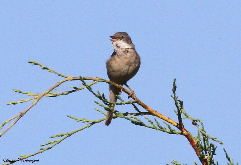 Fauvette grisetteadulte, chant