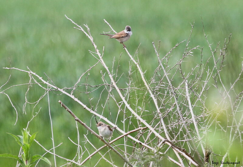 Common Whitethroat adult, Behaviour