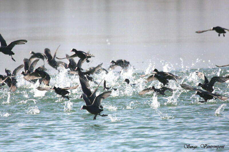 Eurasian Cootadult post breeding, Flight, Behaviour