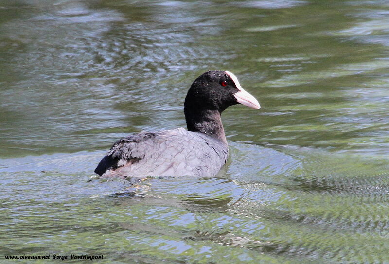 Foulque macrouleadulte, Comportement