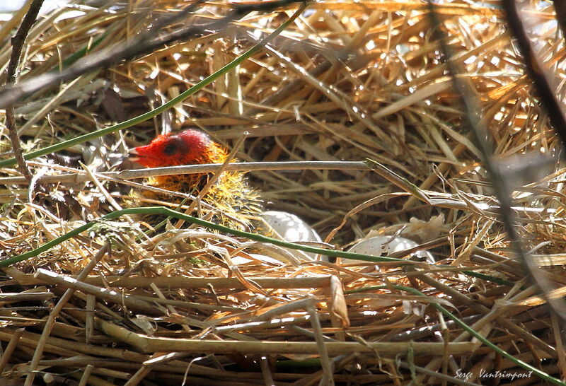 Foulque macroulejuvénile, Nidification