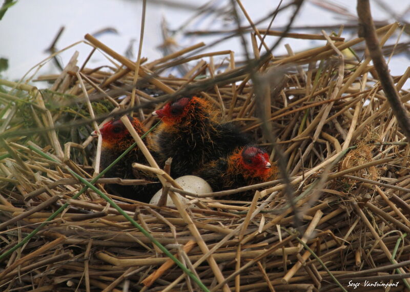 Eurasian Cootjuvenile, Reproduction-nesting