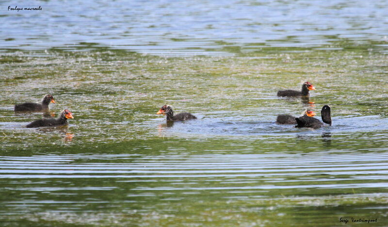 Eurasian Coot, identification, swimming