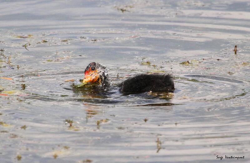 Eurasian Cootjuvenile, swimming