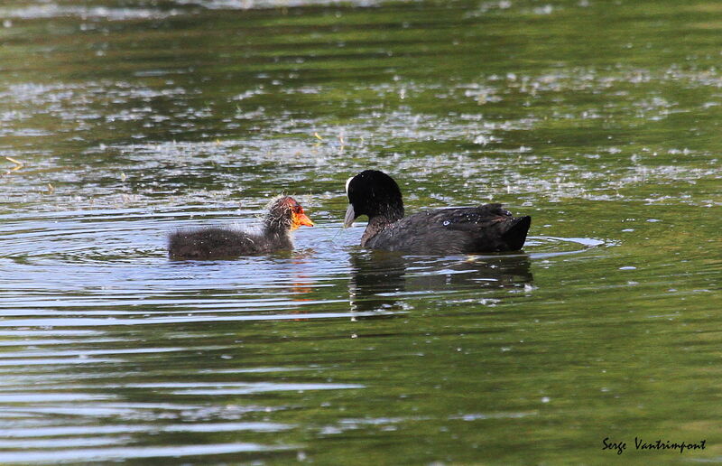 Eurasian Coot, swimming, eats