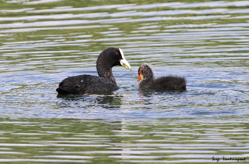 Eurasian Coot