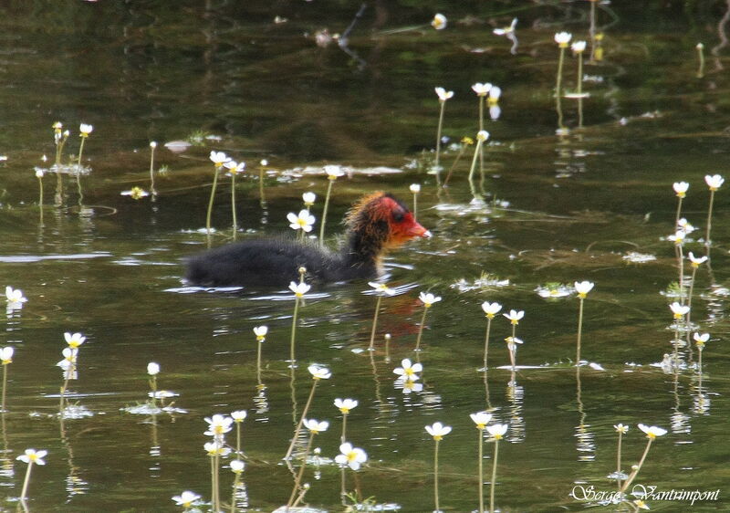 Foulque macroule1ère année, identification, Comportement