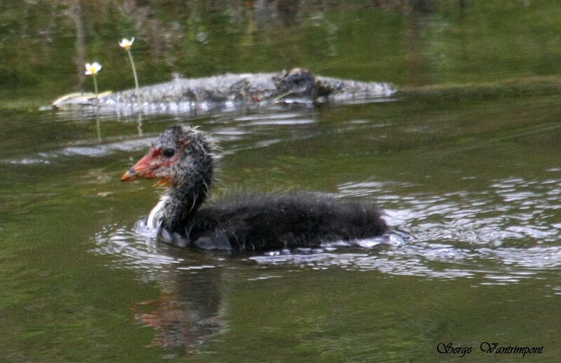 Foulque macroulejuvénile, Comportement