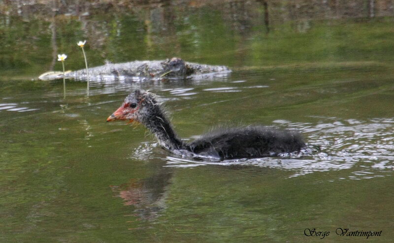 Eurasian Cootjuvenile, Behaviour