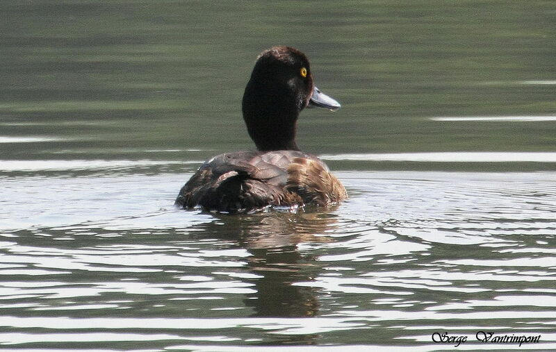 Tufted Duckadult, identification