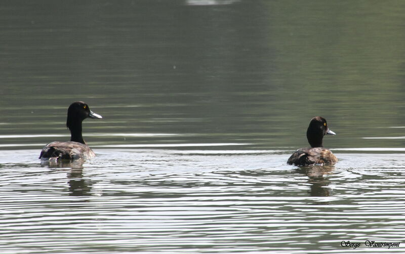 Tufted Duckadult, identification