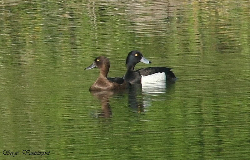 Tufted Duck adult, Behaviour