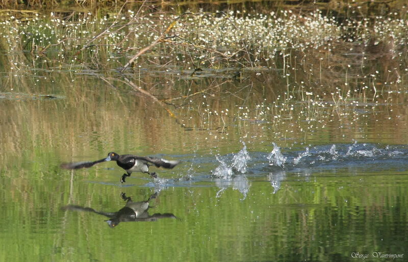 Tufted Duck male adult, Flight