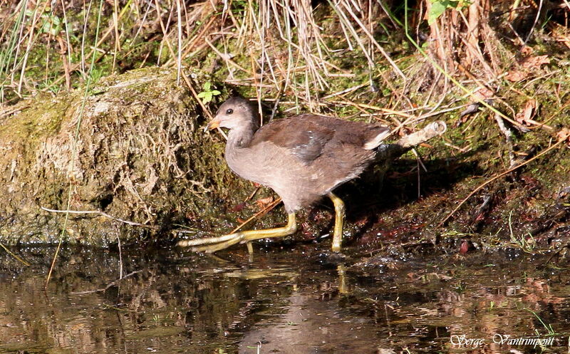 Common Moorhenjuvenile, Behaviour