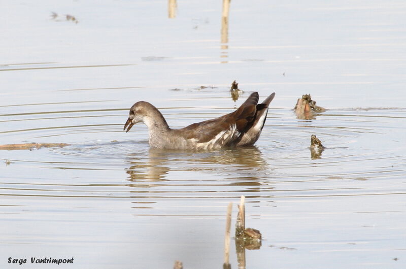 Gallinule poule-d'eaujuvénile, Comportement