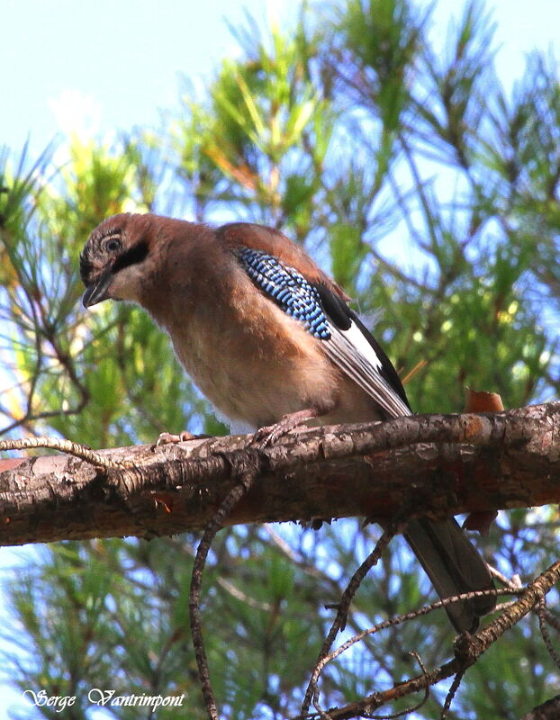 Geai des chênesjuvénile, identification