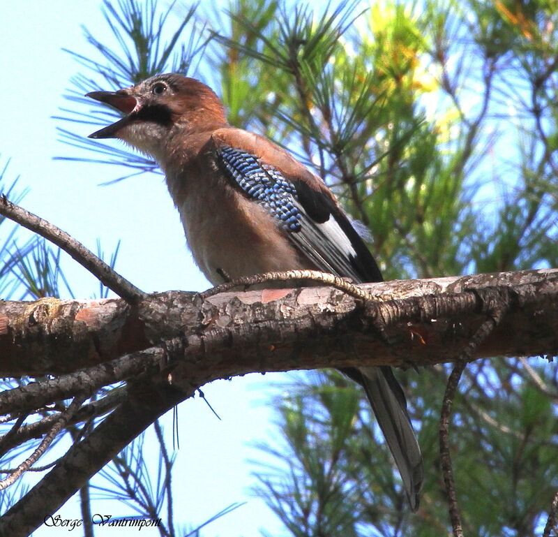 Eurasian Jayjuvenile, song