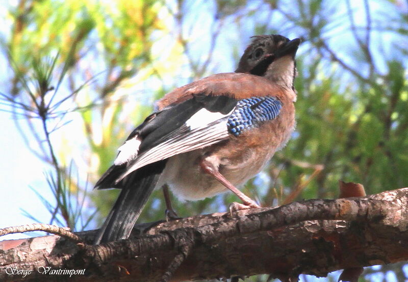 Geai des chênesjuvénile, identification