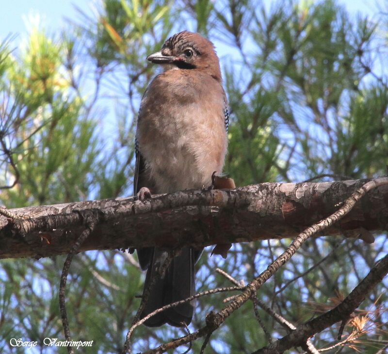 Geai des chênesjuvénile, identification