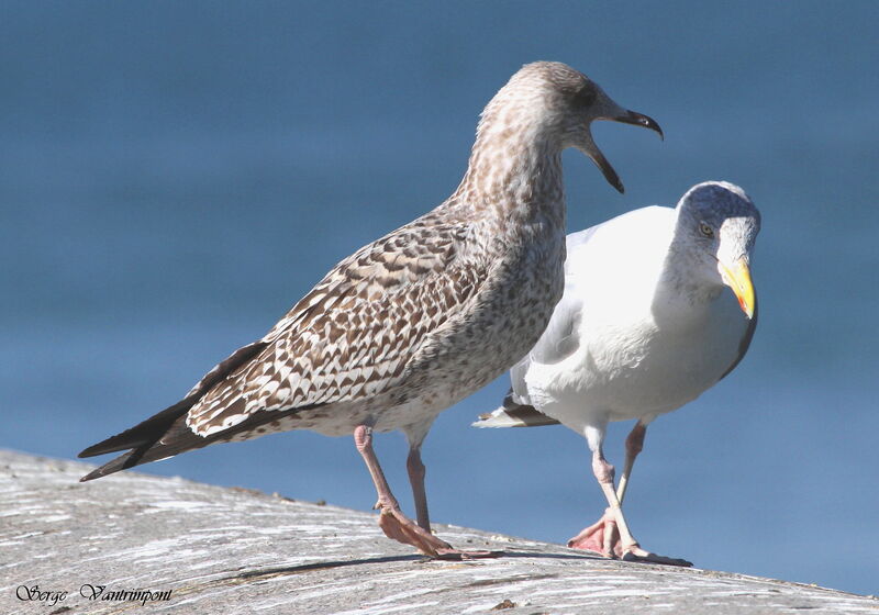 European Herring Gulladult, Behaviour