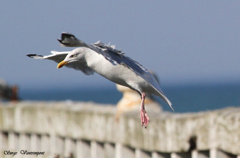 European Herring Gulladult, Flight