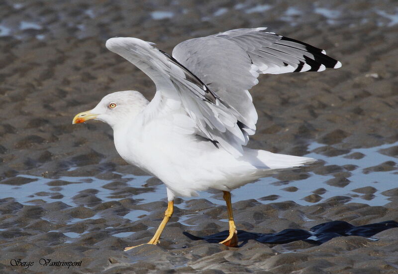 European Herring Gulladult, Behaviour