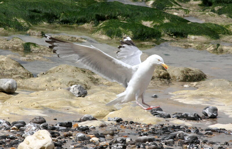 European Herring Gull, Flight