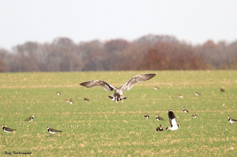 European Herring Gull