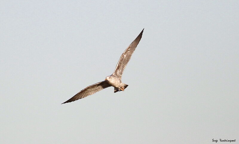 European Herring Gulladult, Flight