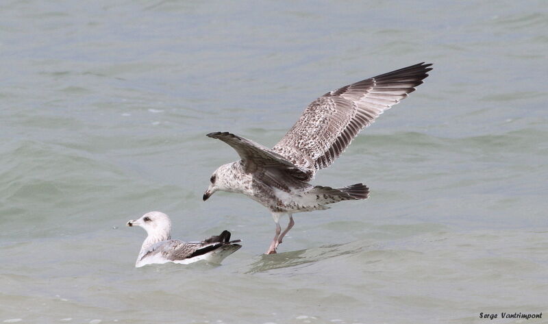 European Herring Gull, Flight, Behaviour