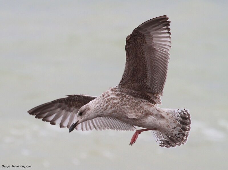 European Herring Gull, Flight