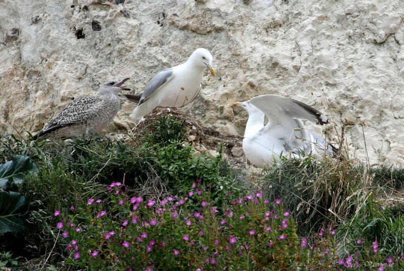 European Herring Gull, Reproduction-nesting