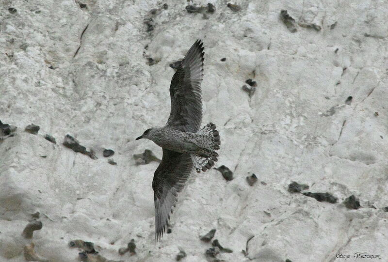 European Herring Gull, Flight