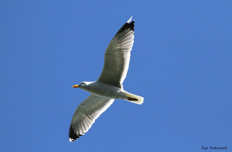 Yellow-legged Gulladult, Flight