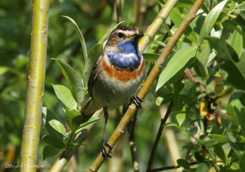 Gorgebleue à miroiradulte, identification