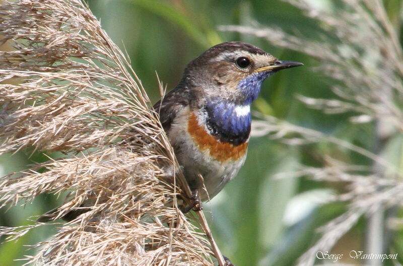 Bluethroatadult, Behaviour