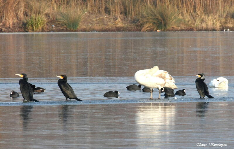 Great Cormorantadult post breeding, identification, Behaviour