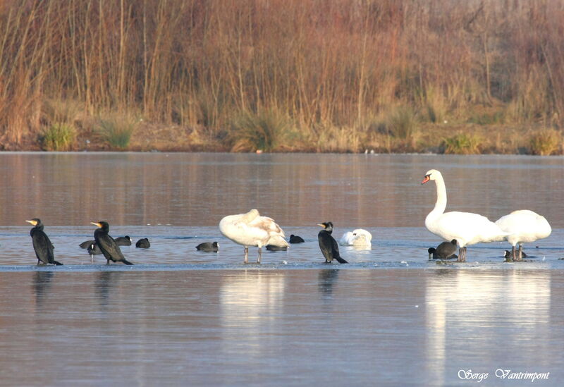 Great Cormorantadult post breeding, identification, Behaviour