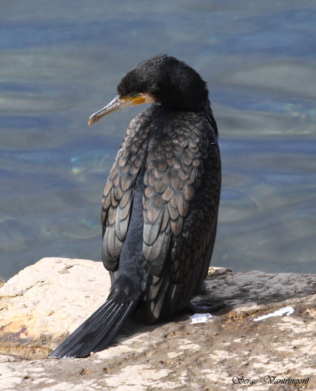 Grand Cormoranadulte, identification, Comportement