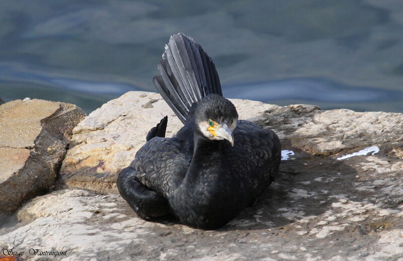 Grand Cormoranadulte, Comportement