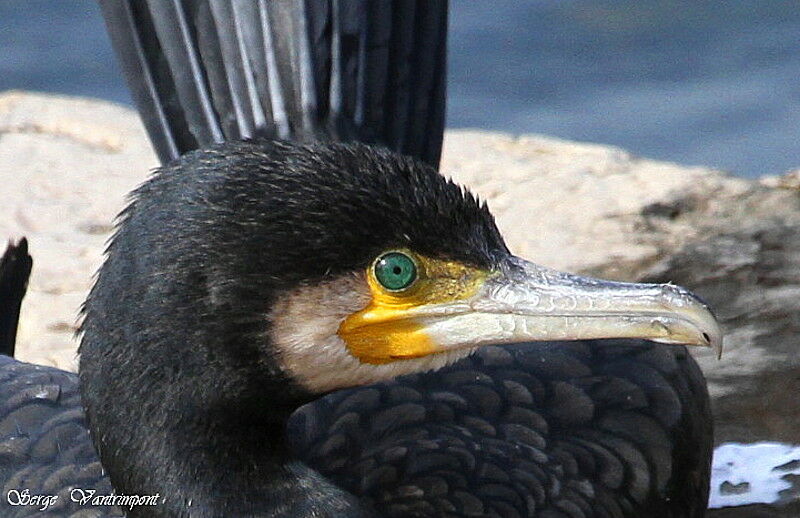 Grand Cormoranadulte, identification