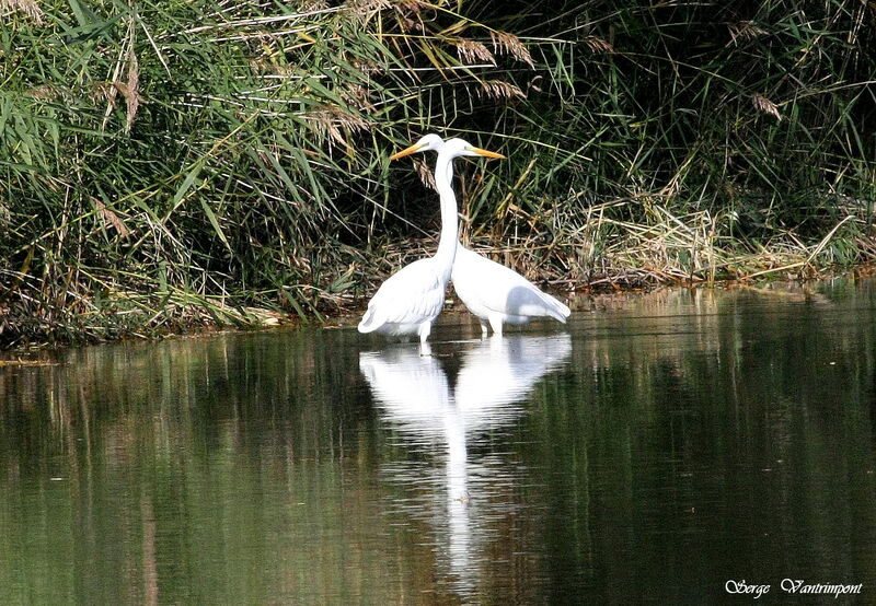 Grande Aigrette, Comportement