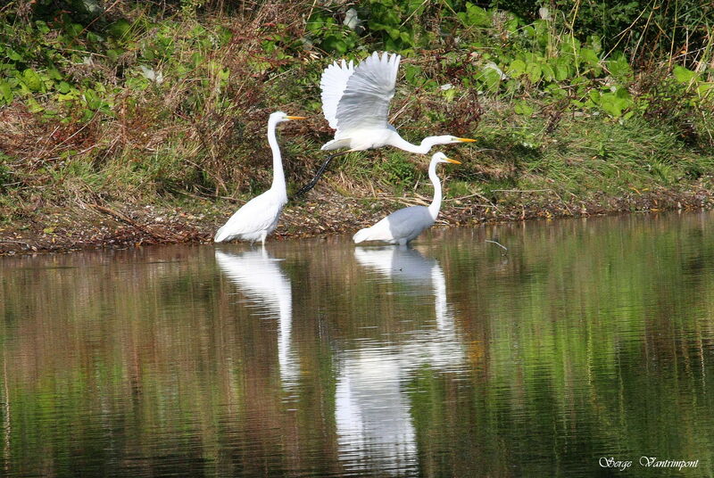 Great Egret