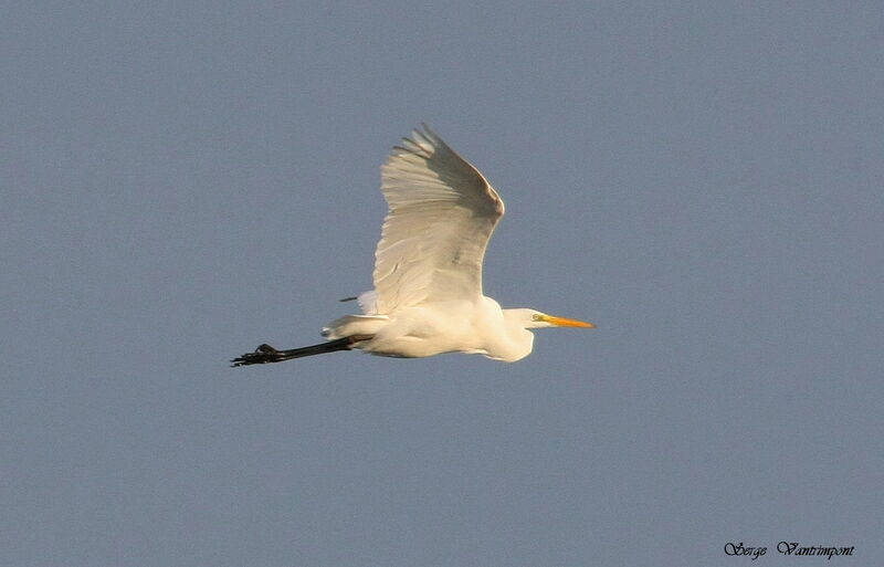 Grande Aigrette, Vol