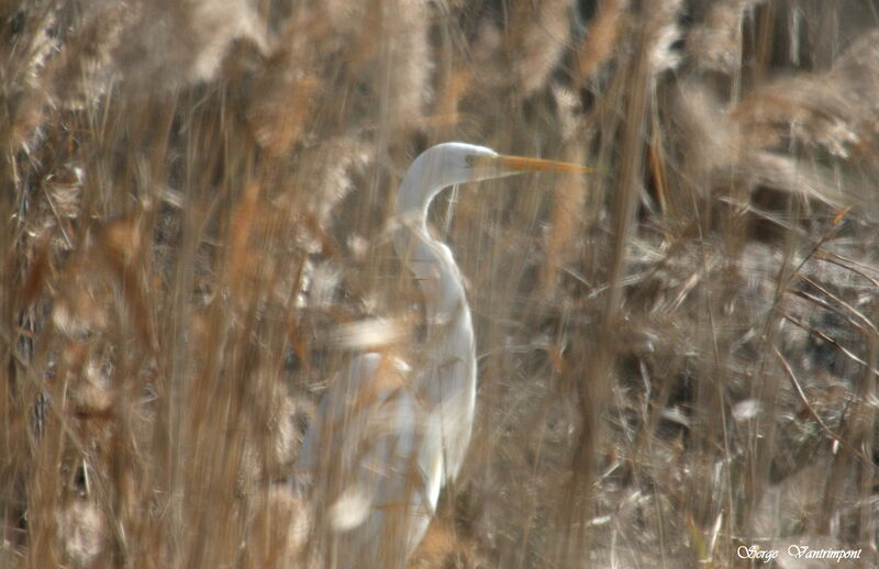 Great Egretadult post breeding, Behaviour