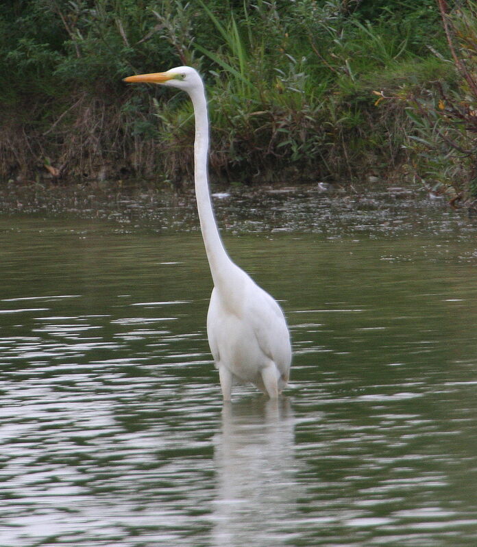 Great Egretadult, Behaviour