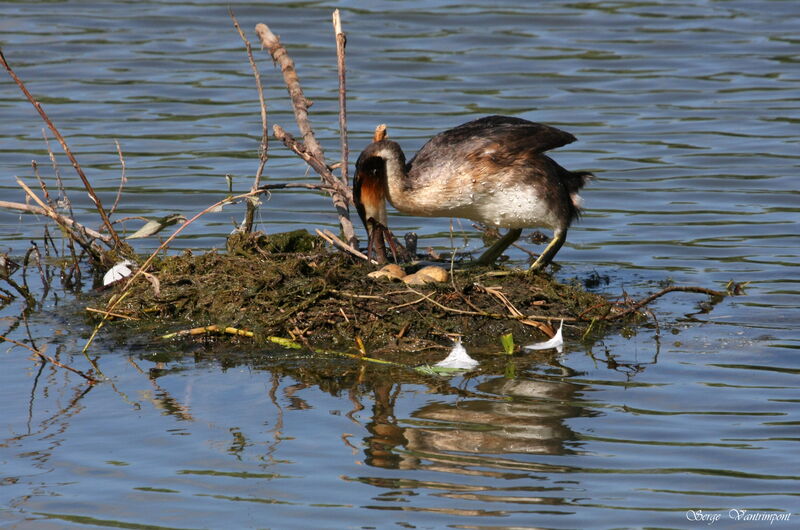 Great Crested Grebe adult, Reproduction-nesting