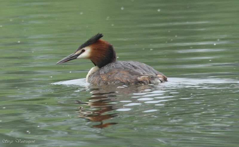 Great Crested Grebeadult, Behaviour