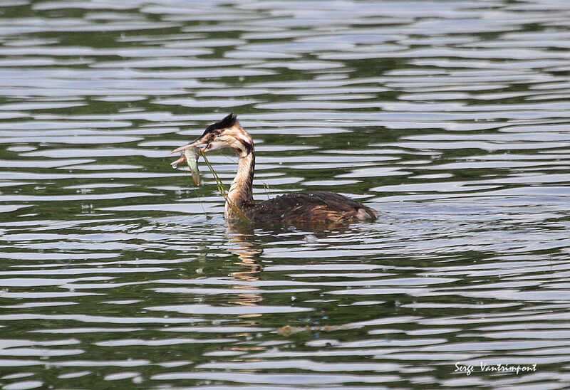 Grèbe huppé, identification, nage, pêche/chasse